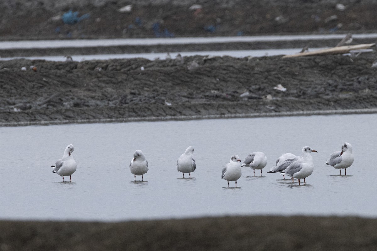 Бор толгойт цахлай - ML644316594