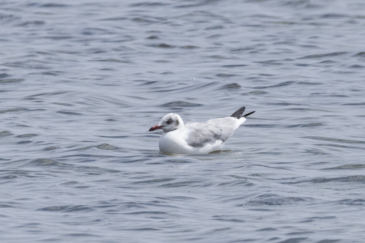 Бор толгойт цахлай - ML644316595