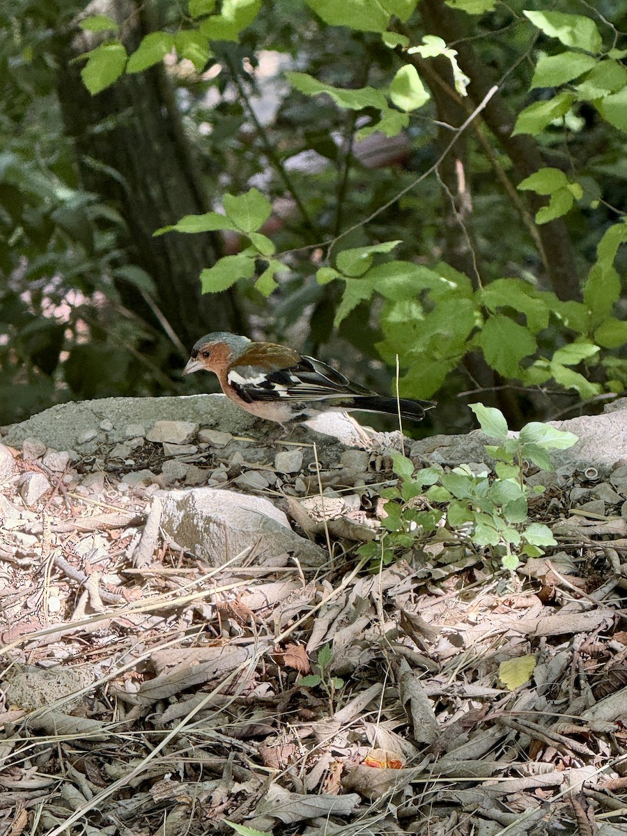 Зяблик звичайний - ML644316598