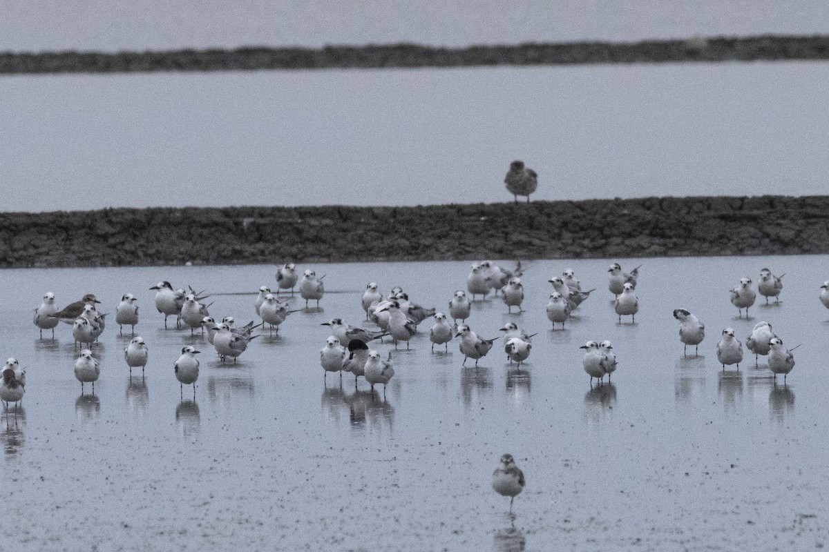 hvitvingesvartterne - ML644316612