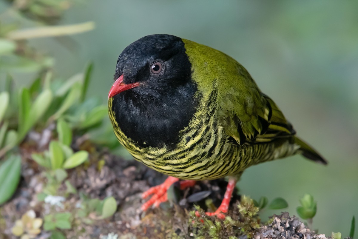 kotinga andská - ML644316613