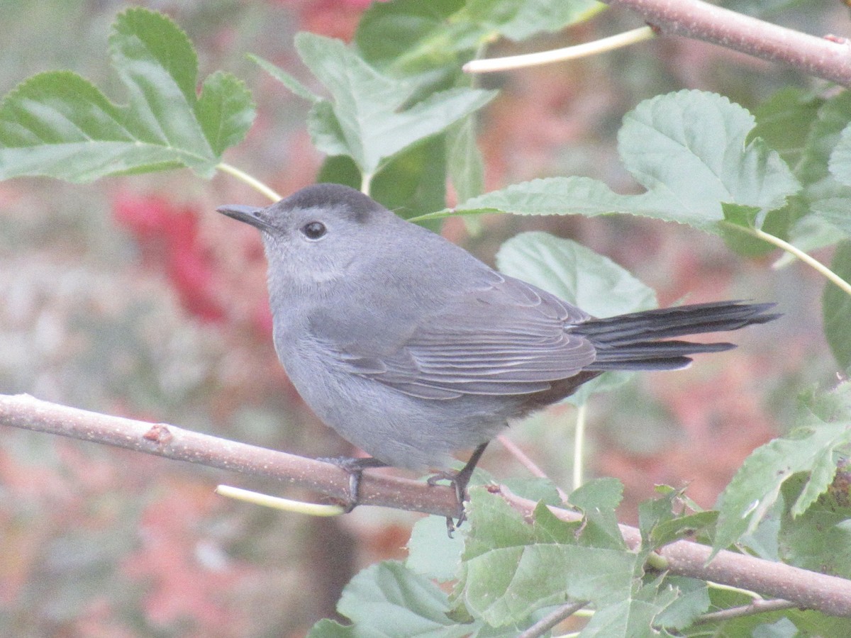 Miaulari grisa - ML644316616