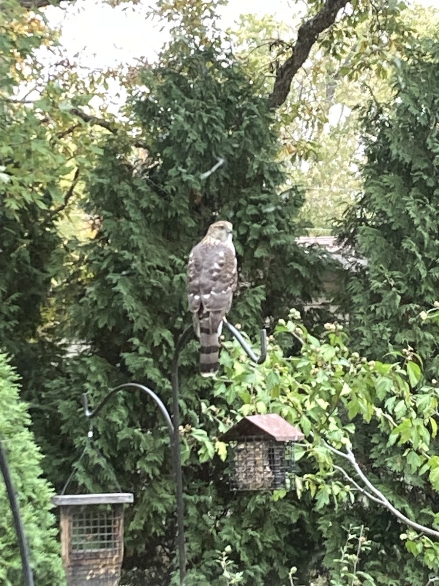 Épervier de Cooper - ML644316621