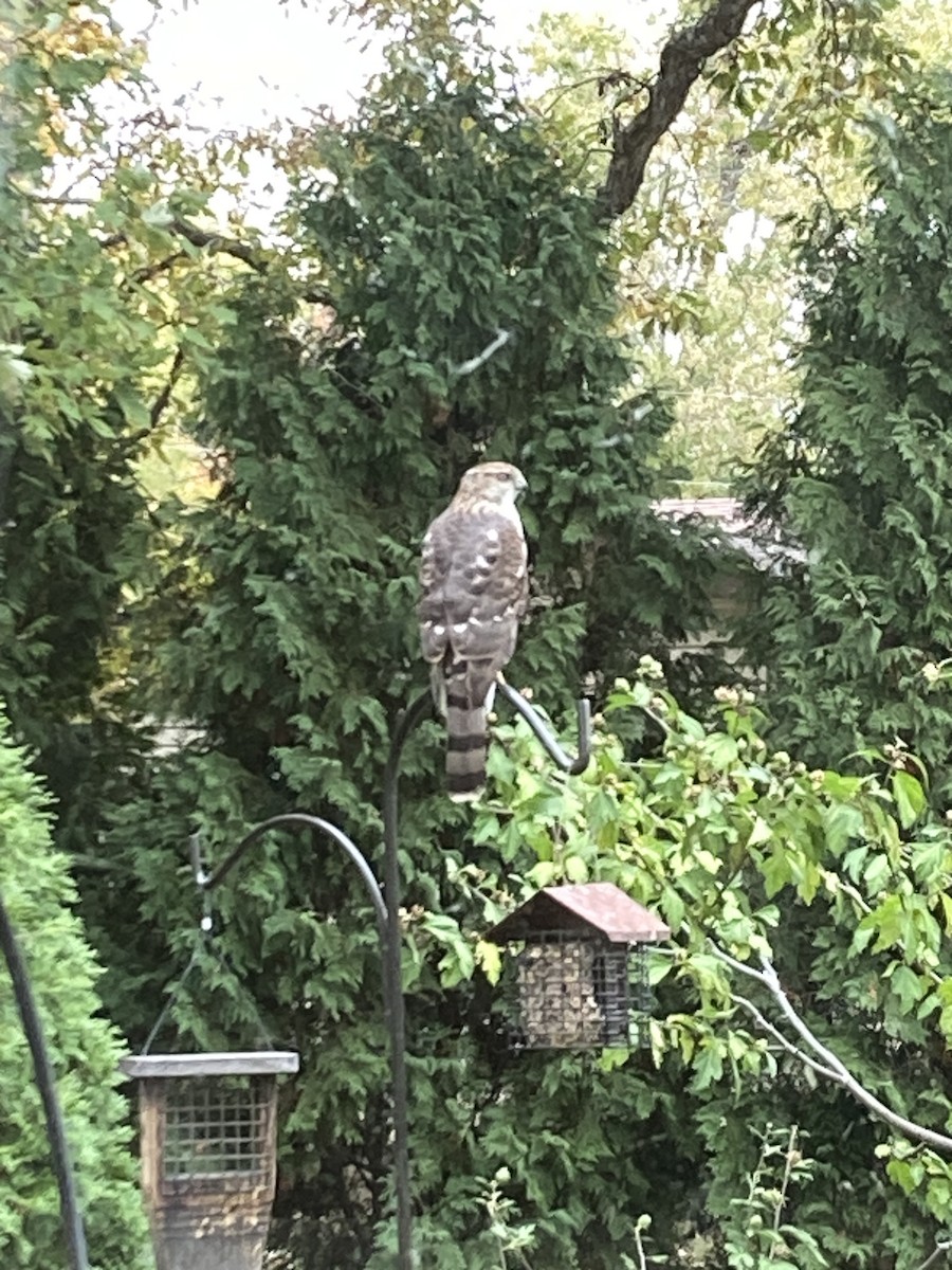 Épervier de Cooper - ML644316622