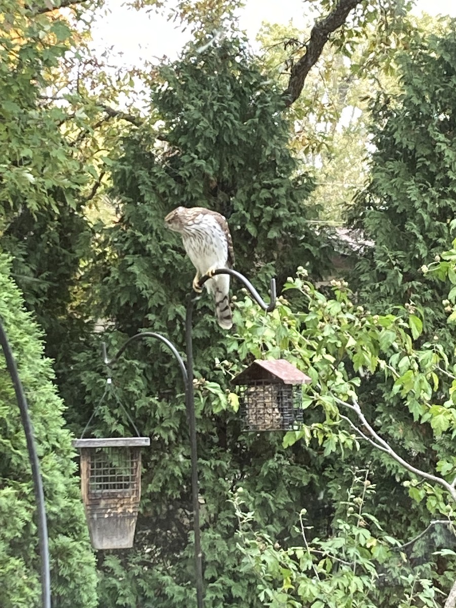 Épervier de Cooper - ML644316623