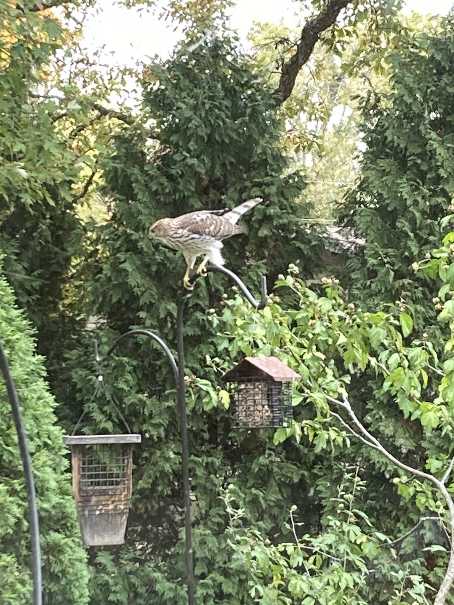 Épervier de Cooper - ML644316624