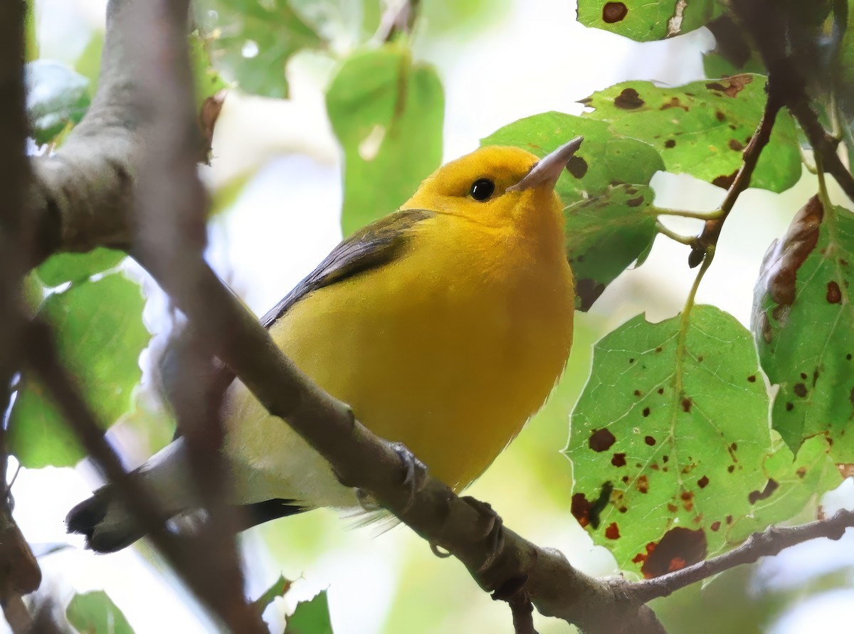Prothonotary Warbler - ML644316625