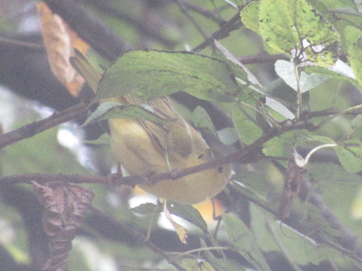 Sarı Ötleğen - ML644316630