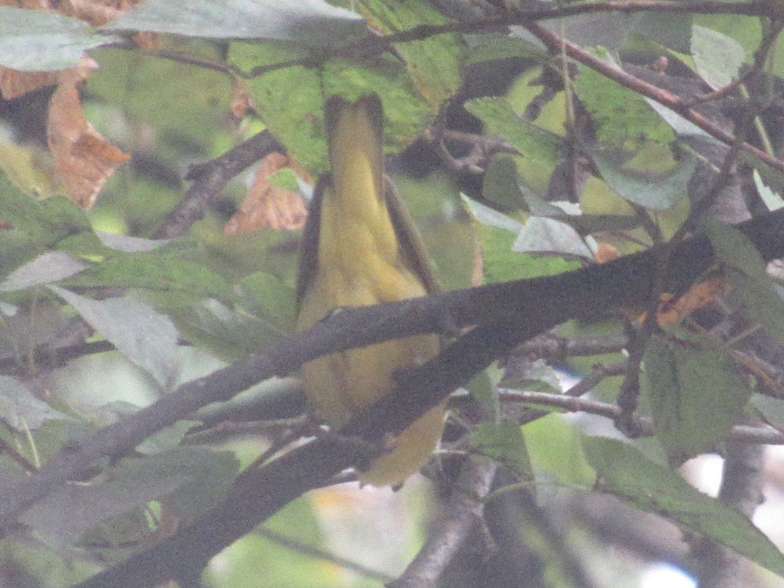 Sarı Ötleğen - ML644316631