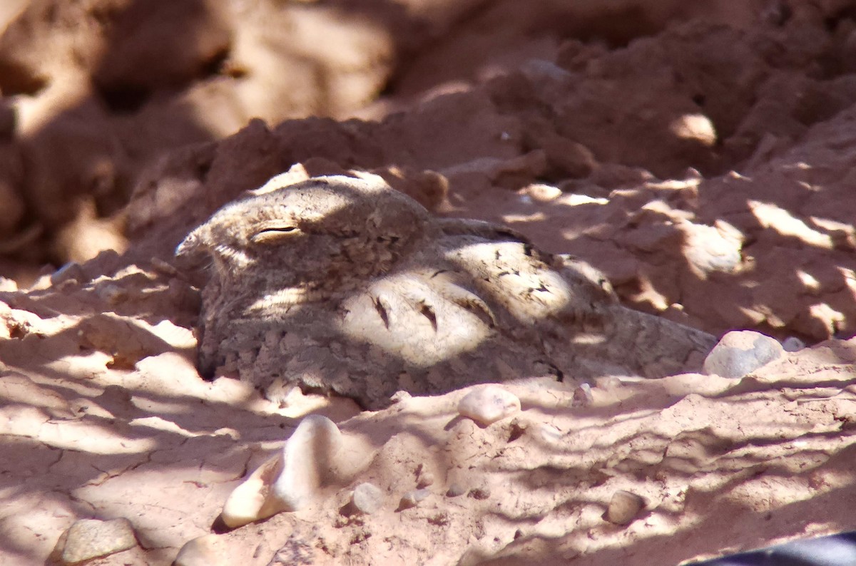Egyptian Nightjar - ML644316633