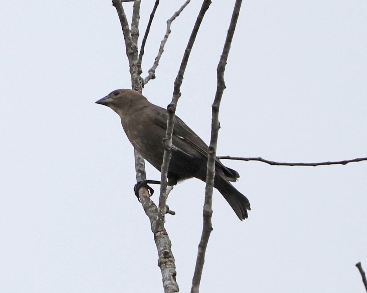 Brown-headed Cowbird - ML644316637