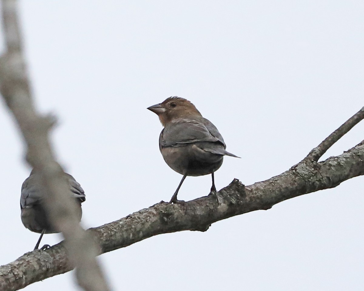 Brown-headed Cowbird - ML644316638