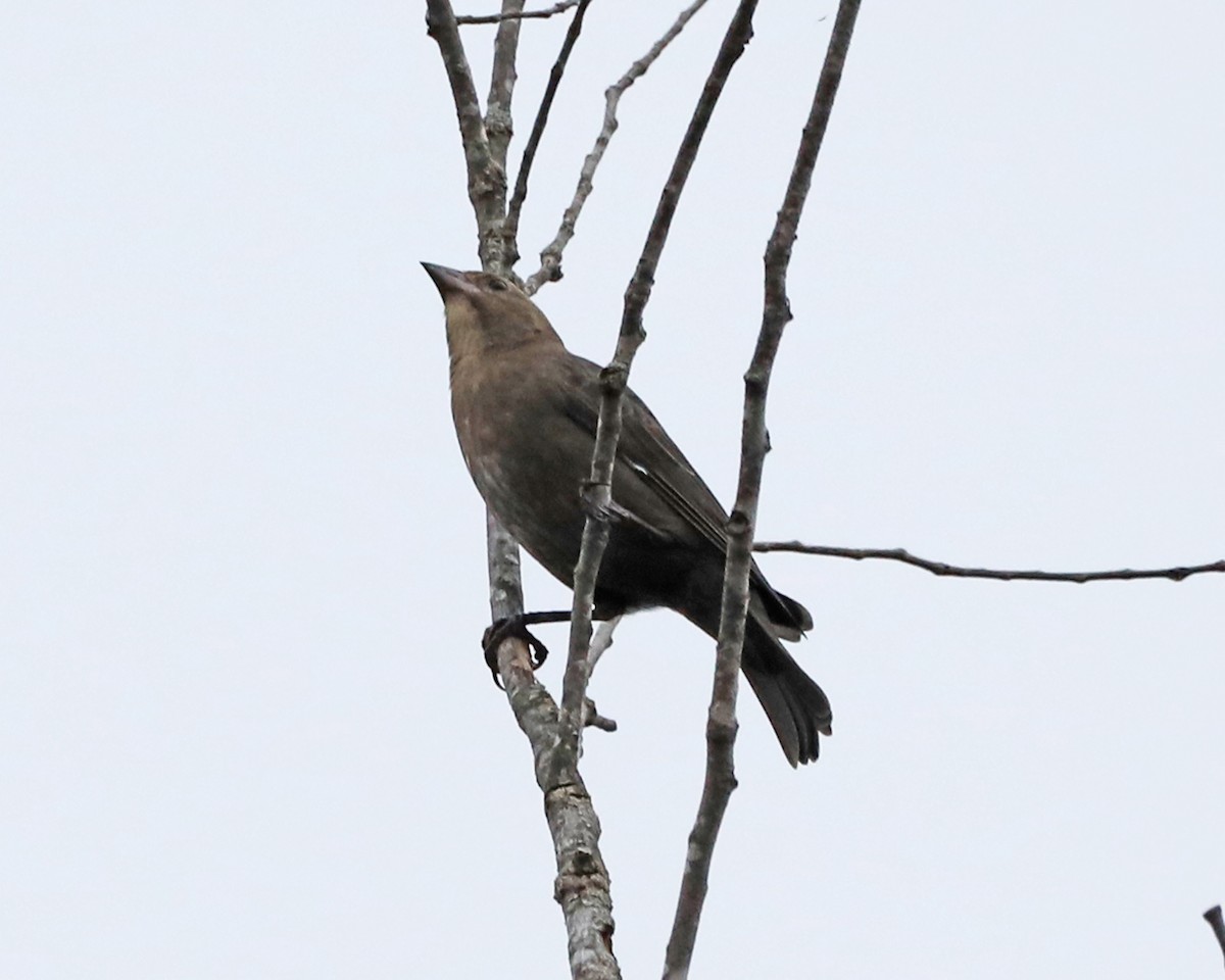 Brown-headed Cowbird - ML644316639