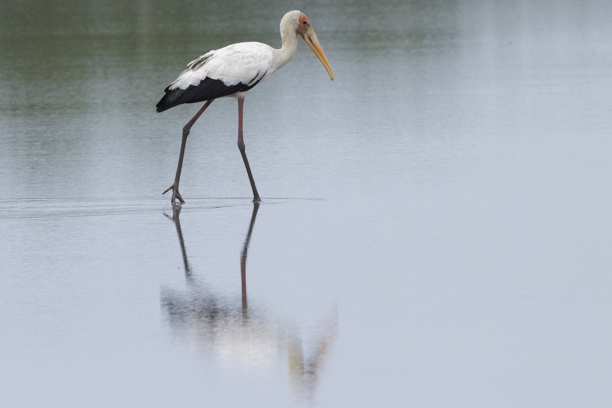 Milky Stork - ML644316651
