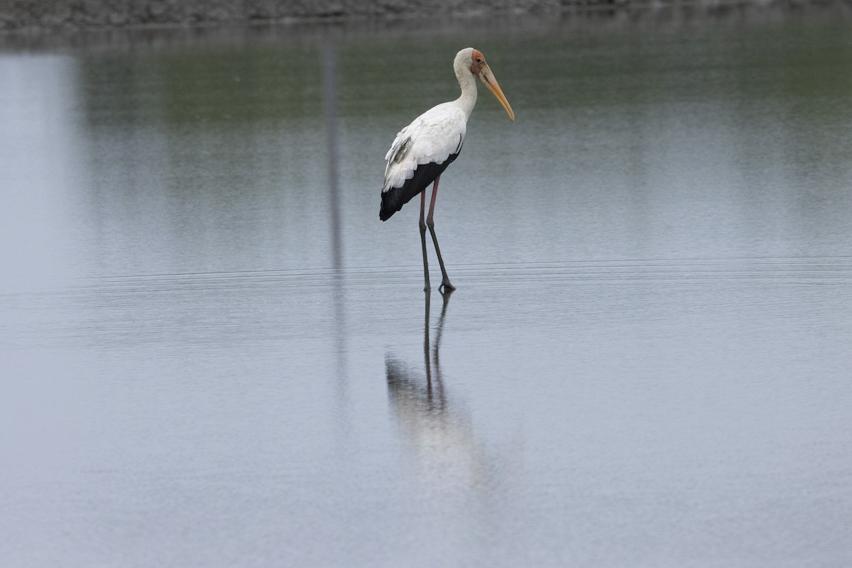 Milky Stork - ML644316652