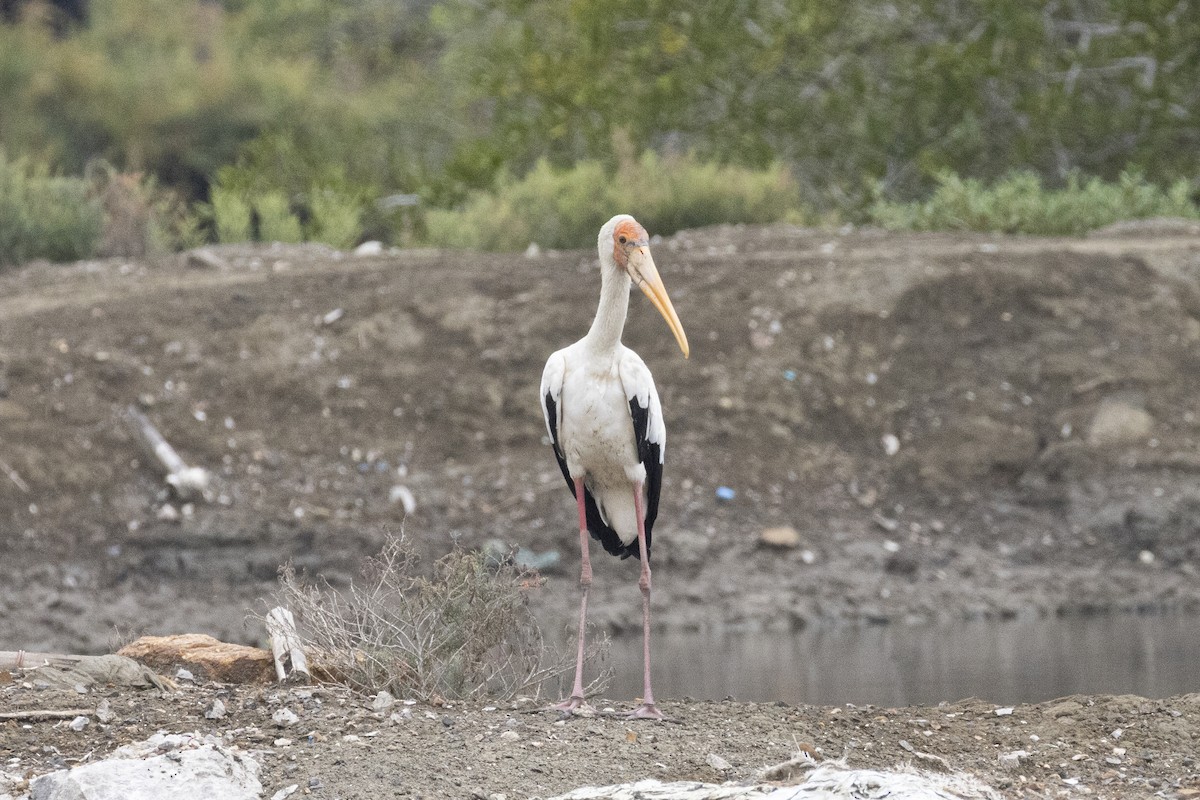 Milky Stork - ML644316653