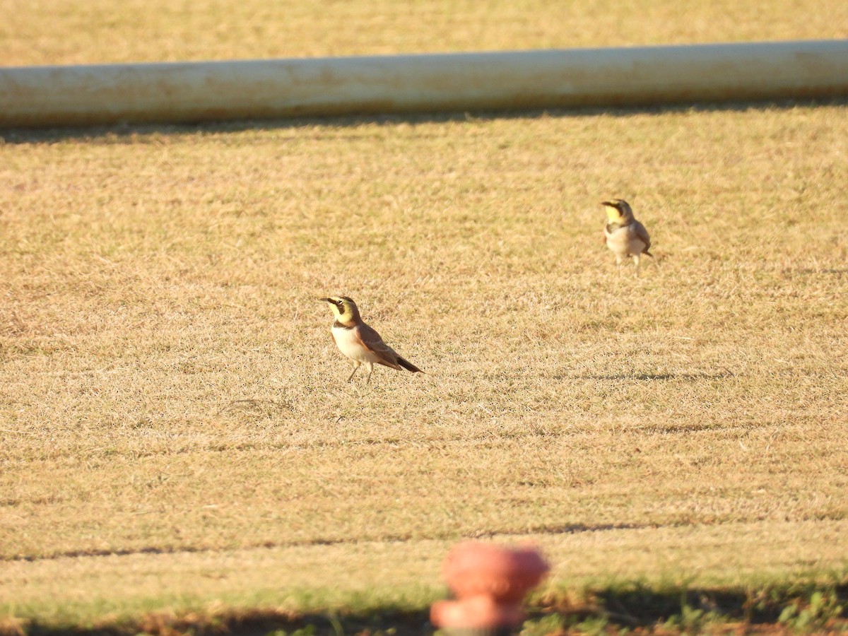 Alondra Cornuda - ML644316660