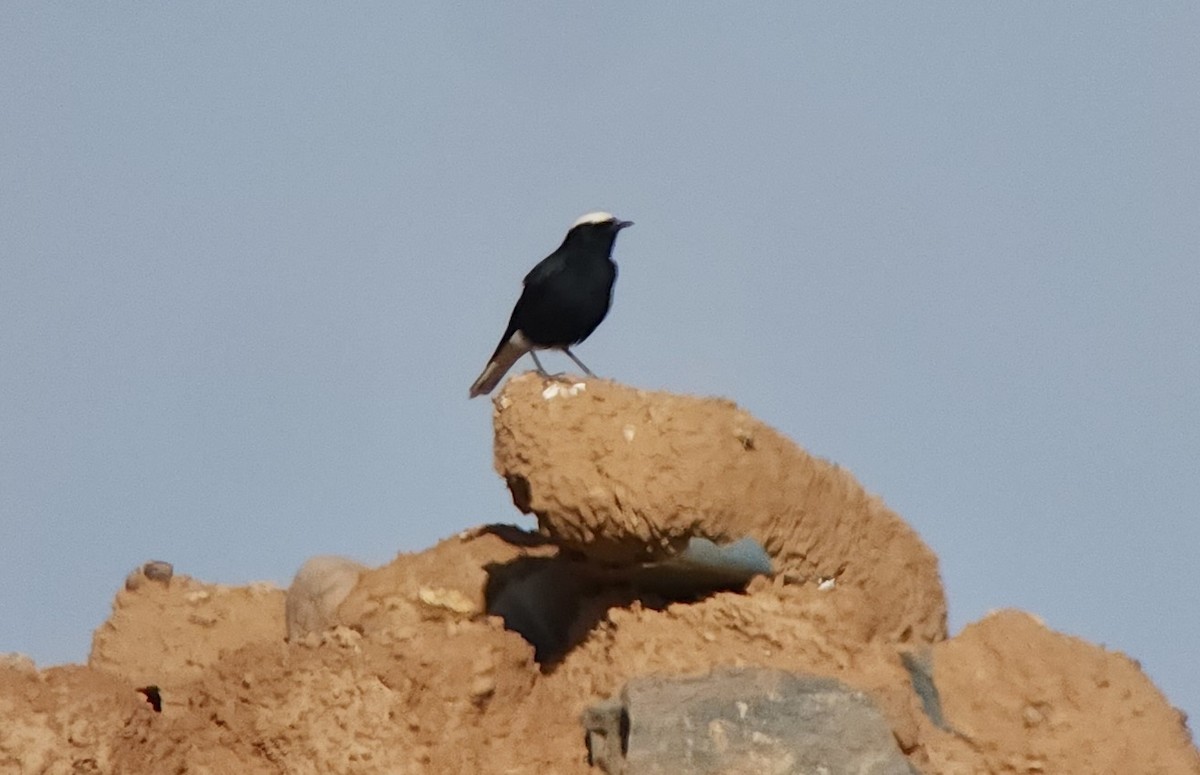 Saharasteinschmätzer - ML644316662