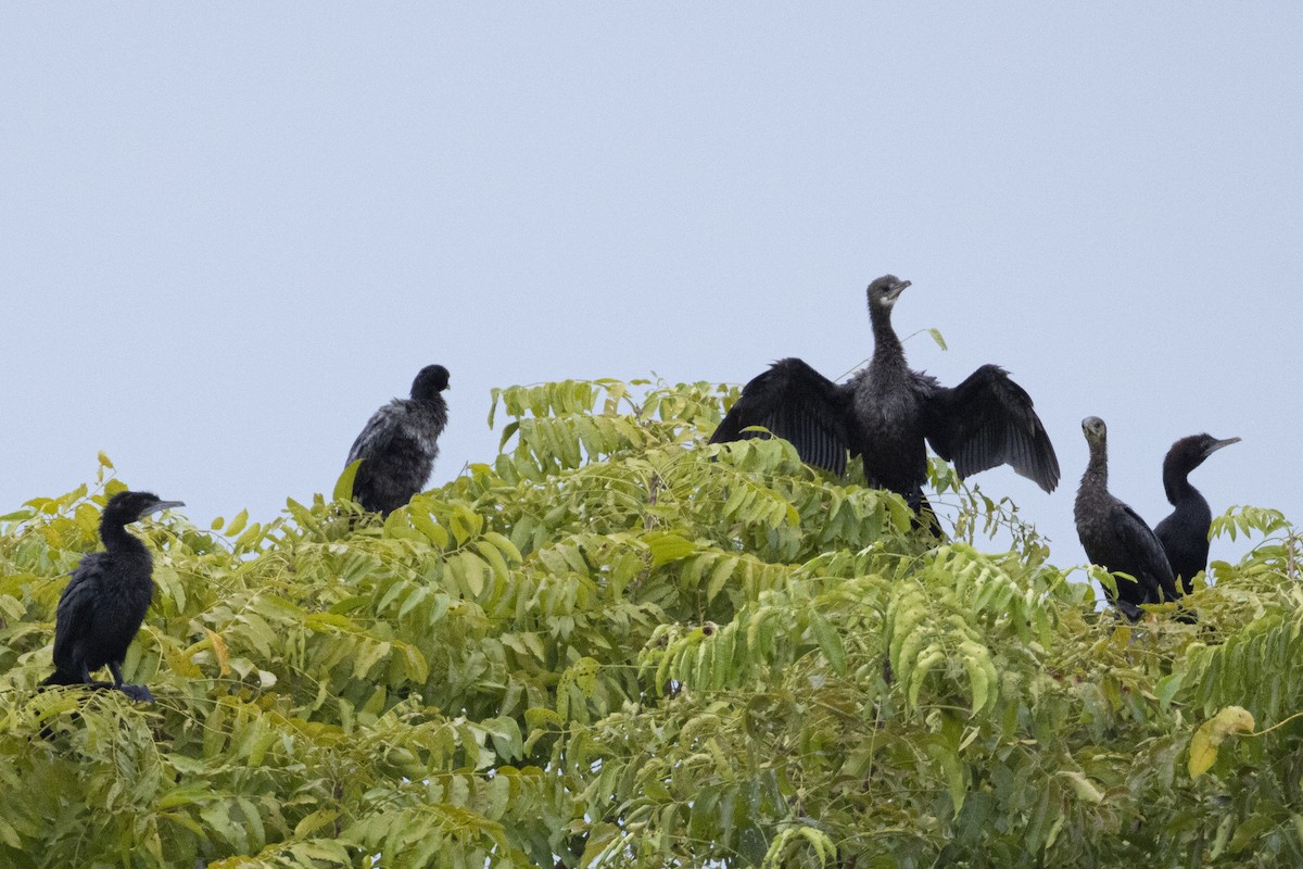 Little Cormorant - ML644316664