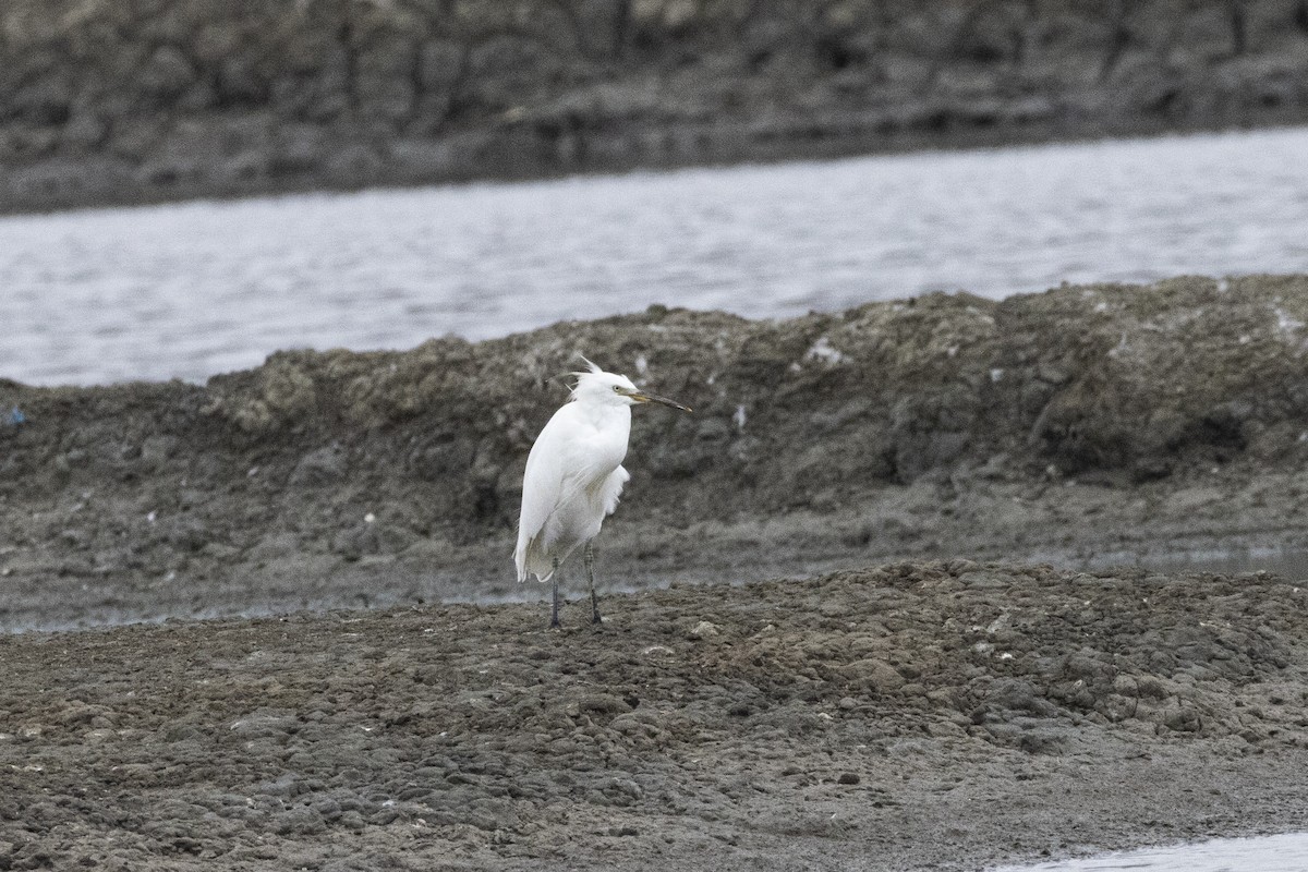 volavka žlutozobá - ML644316674