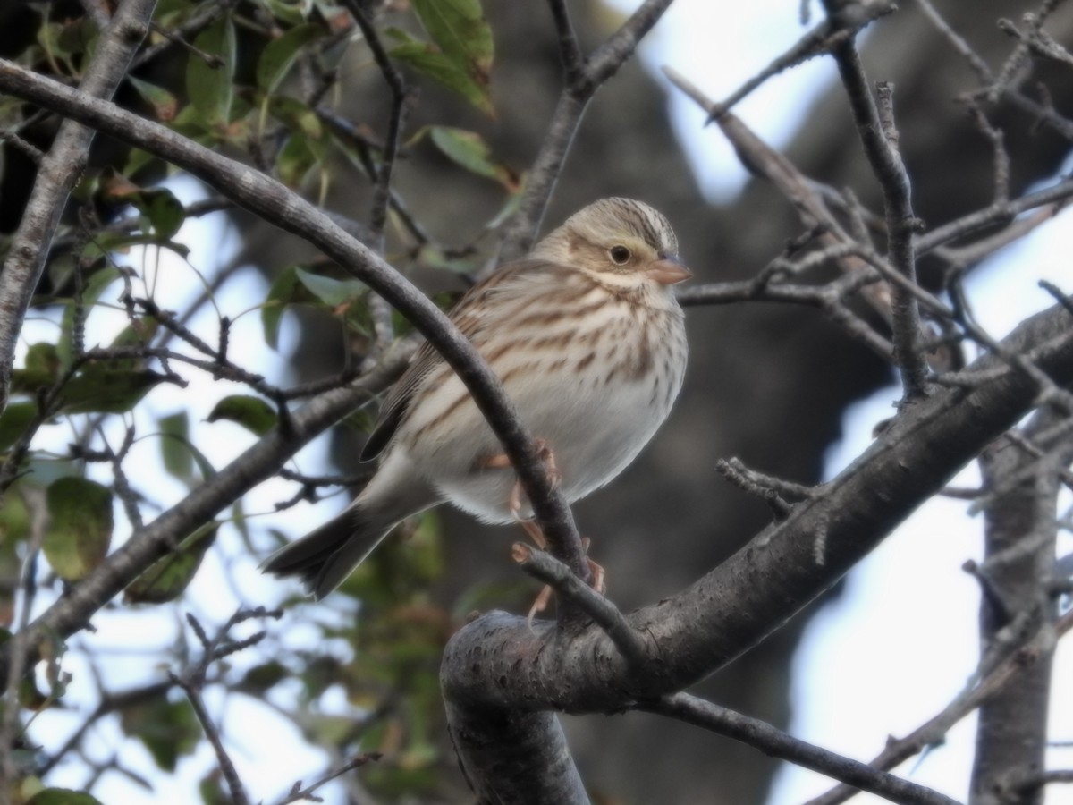 strnadec luční (ssp. princeps) - ML644316677