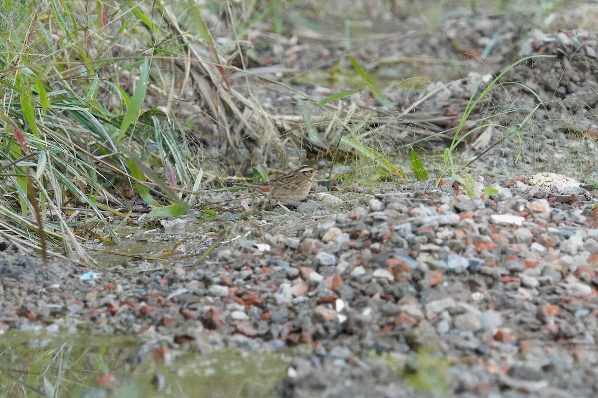 Самнаа хөмрөг - ML644316694
