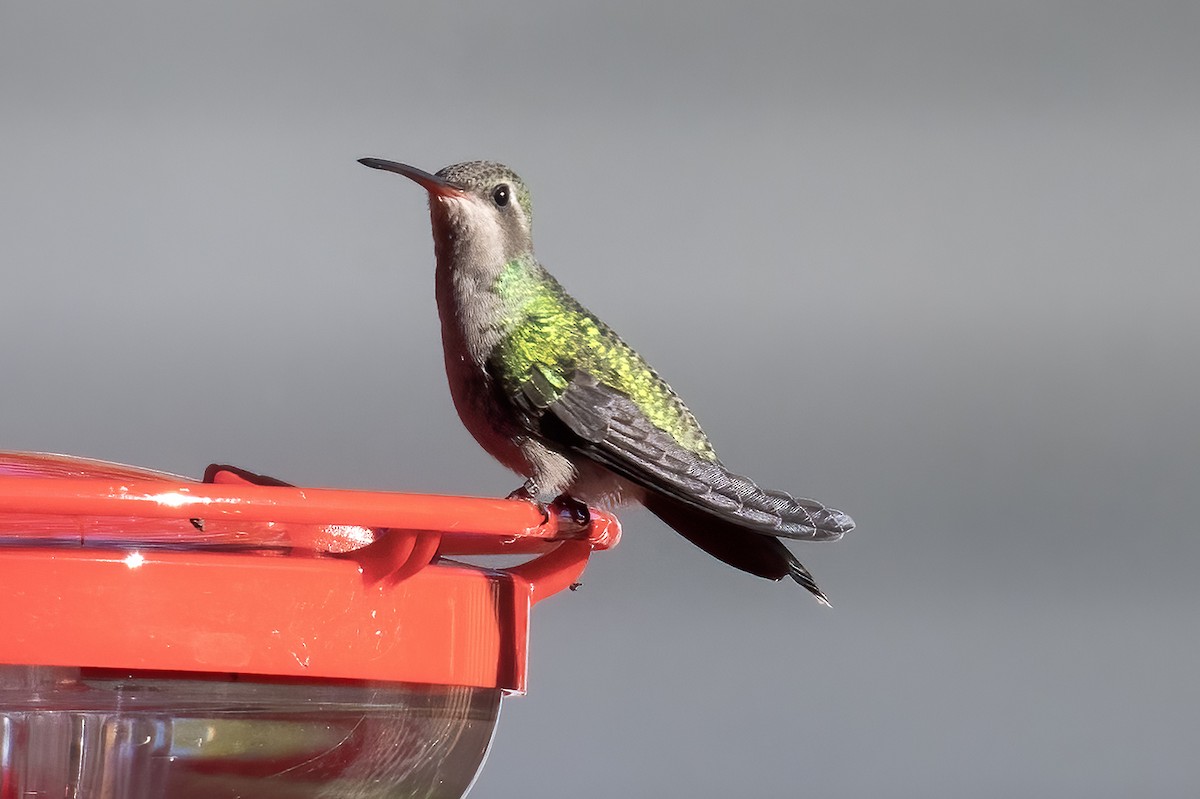 Broad-billed Hummingbird - ML644316708