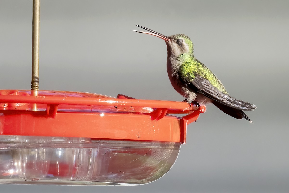 Broad-billed Hummingbird - ML644316709