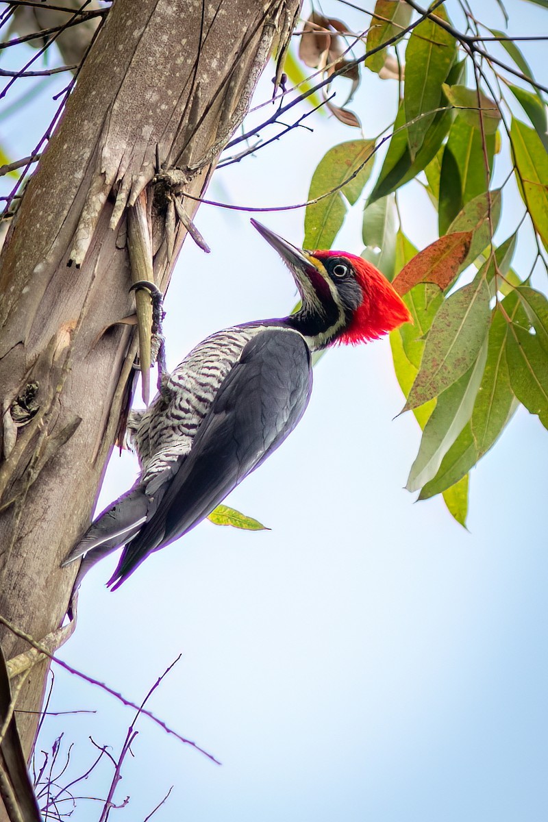 Lineated Woodpecker - ML644316715