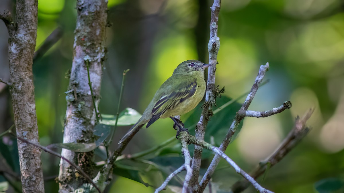 Rough-legged Tyrannulet - ML644316717