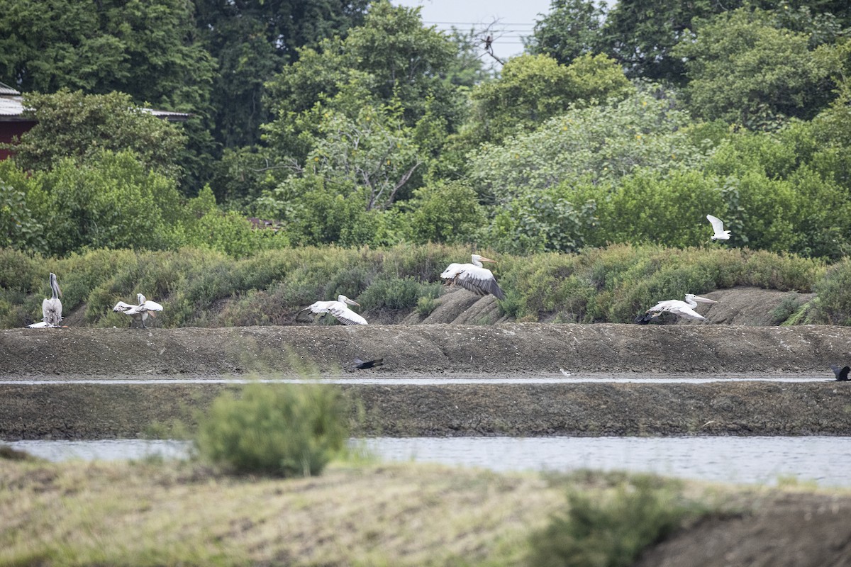 Graupelikan - ML644316718