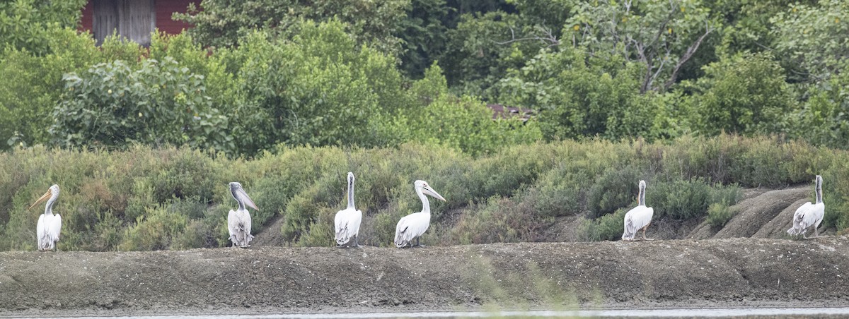 Graupelikan - ML644316719