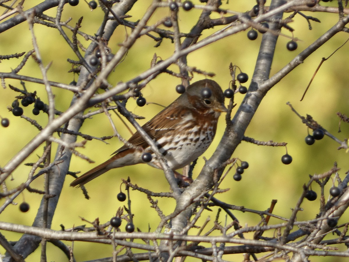 ゴマフスズメ - ML644316725