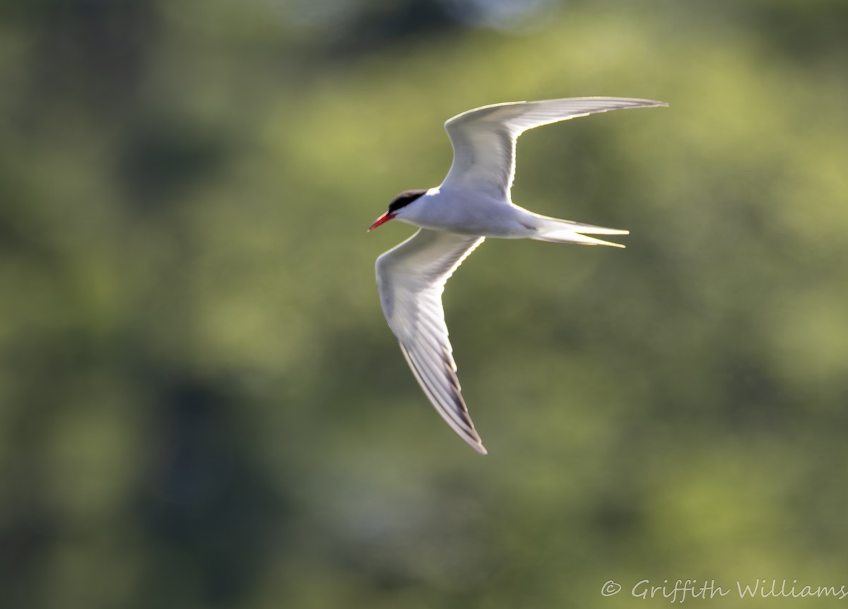 Ipar-txenada - ML644316728