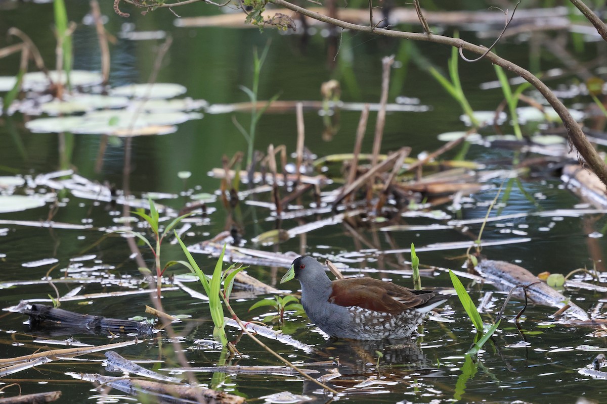 Spot-flanked Gallinule - ML644316745