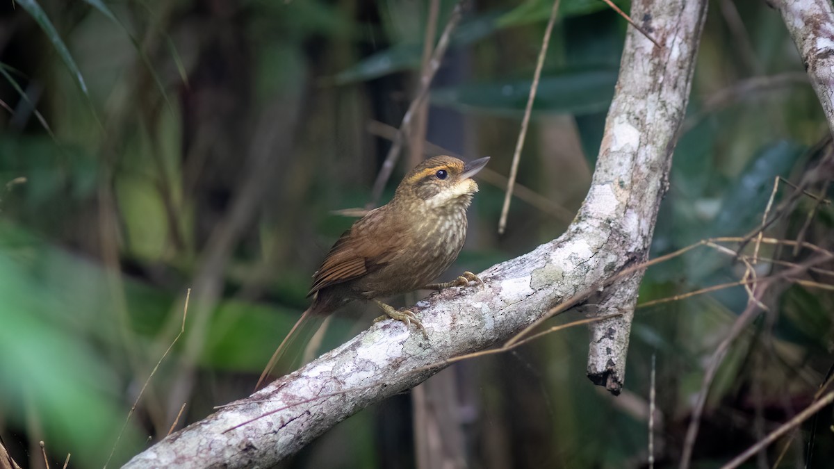 Buff-browed Foliage-gleaner - ML644316765