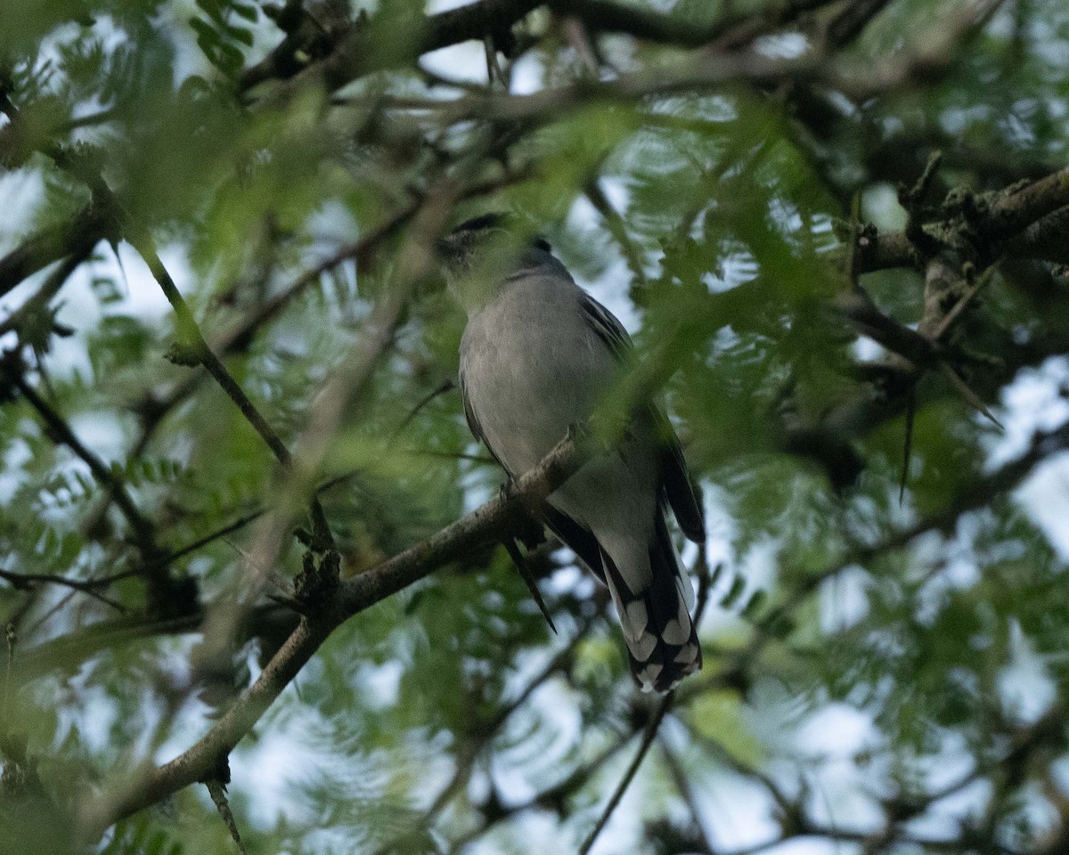 Black-and-white/Cryptic Becard - ML644316773