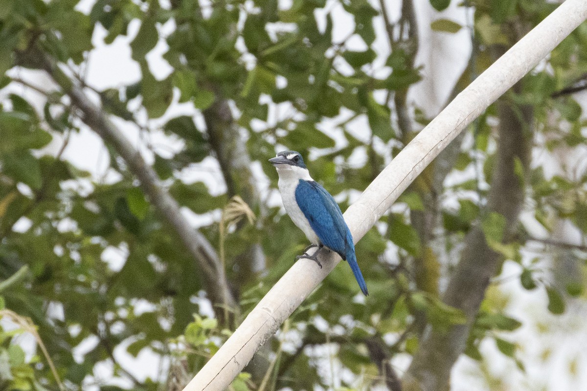 Collared Kingfisher - ML644316774