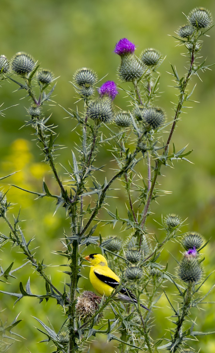 American Goldfinch - ML644316791