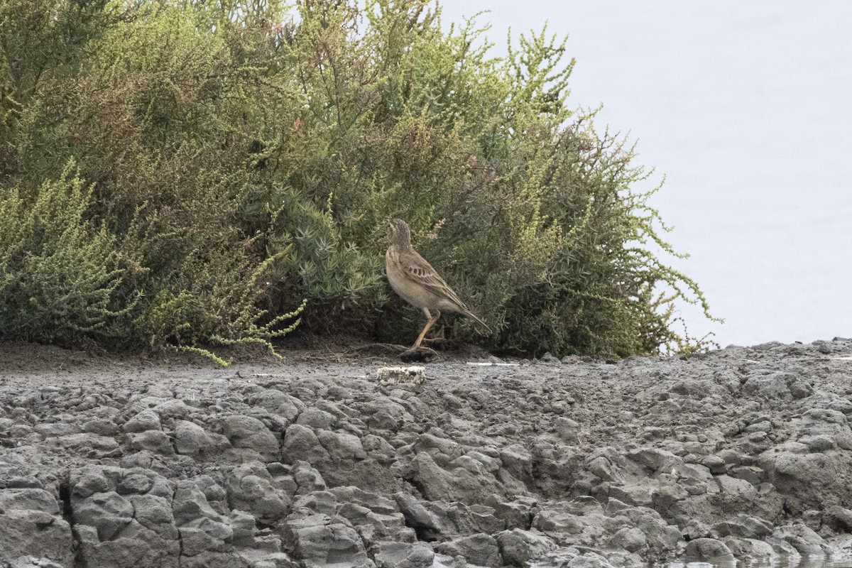 Bisbita de Richard - ML644316796