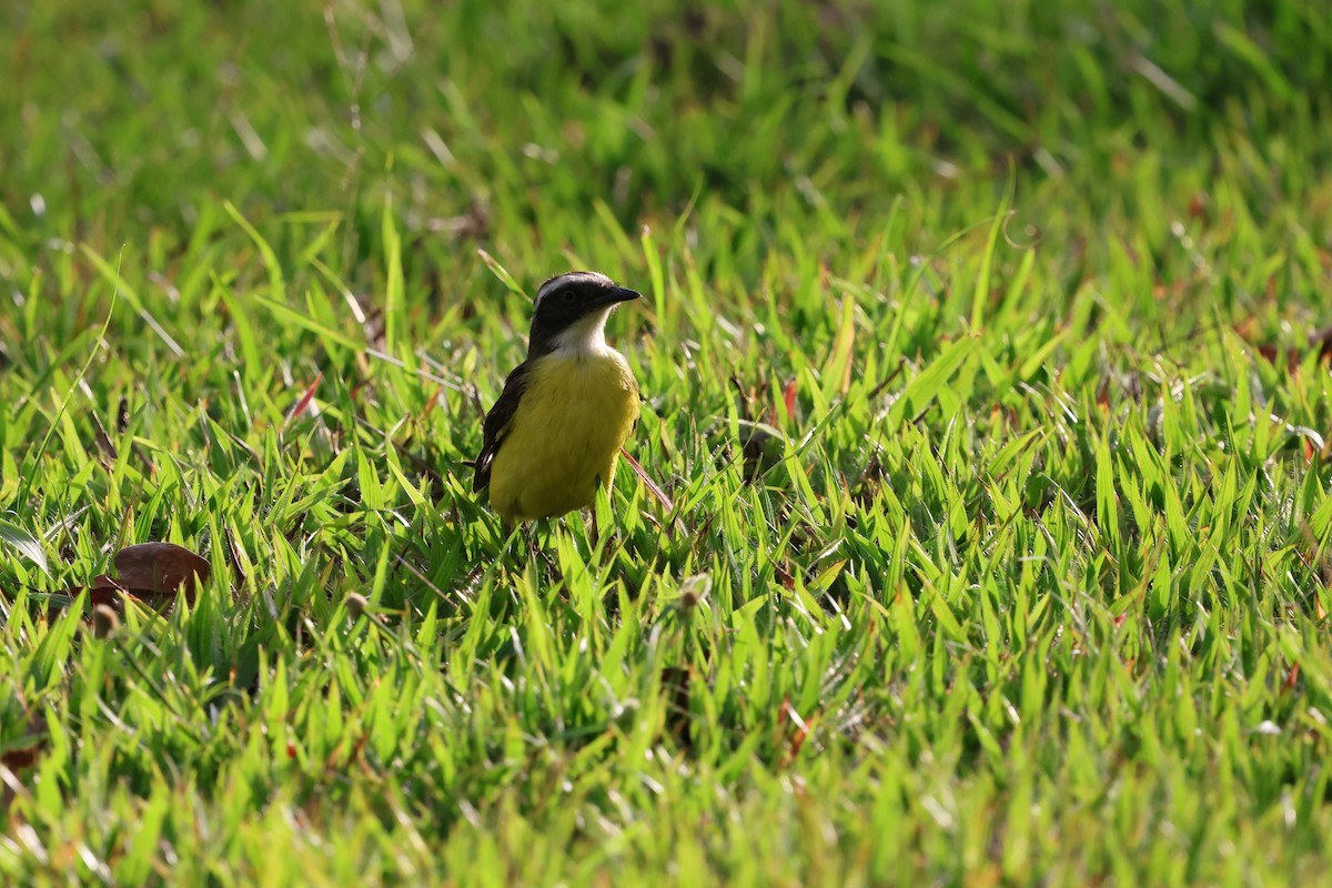 Social Flycatcher - ML644316801