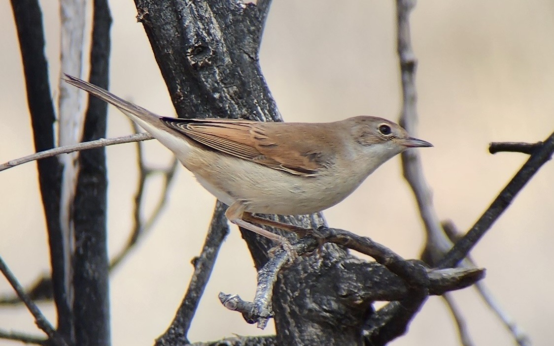 Sterpazzola - ML644316818