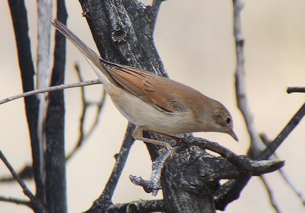 Sterpazzola - ML644316822