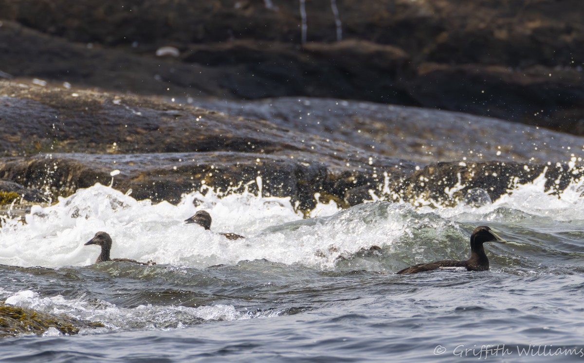 Eider arrunta - ML644316823