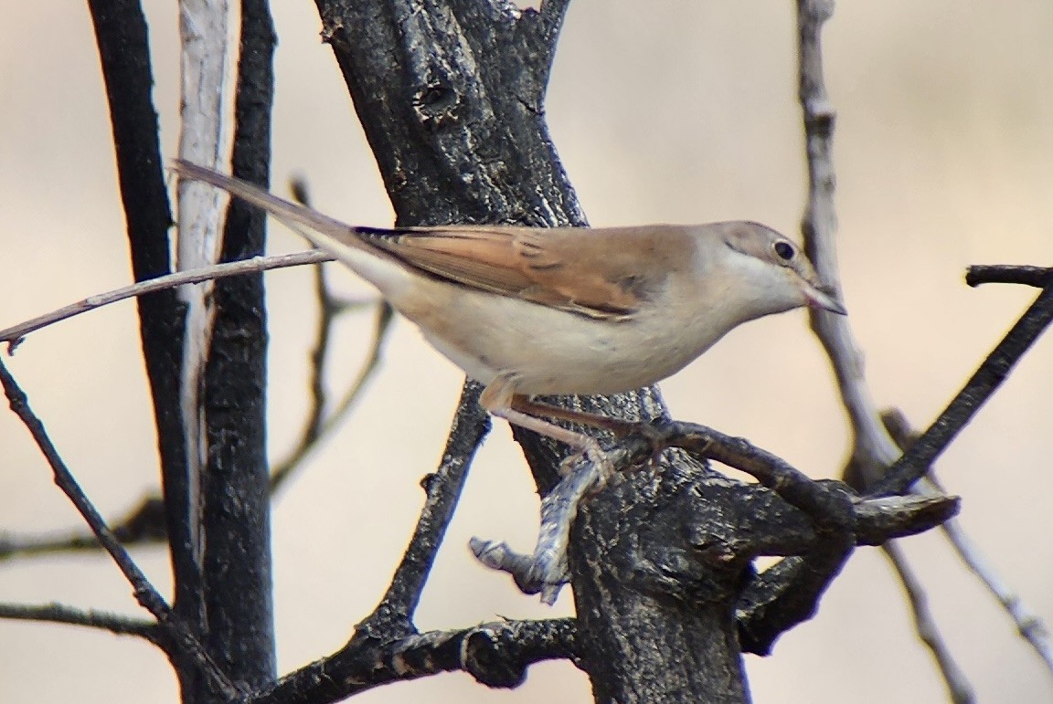 Sterpazzola - ML644316824