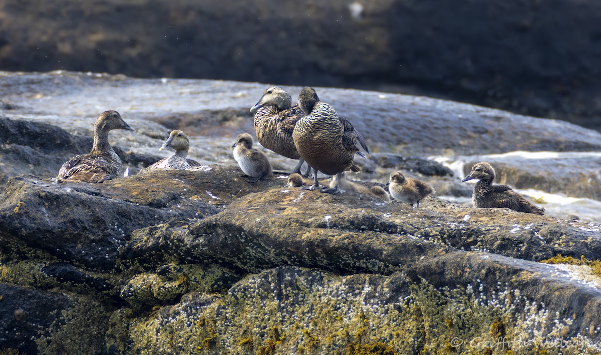 Eider arrunta - ML644316829