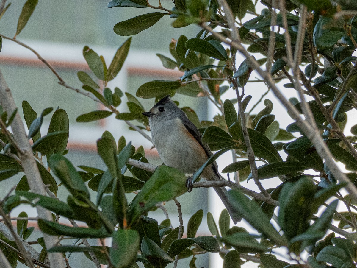 Чернохохлая гренадерка - ML644316845