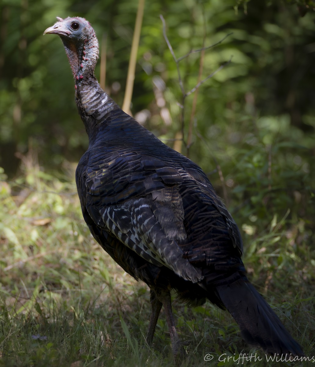 Indioilar arrunta - ML644316846