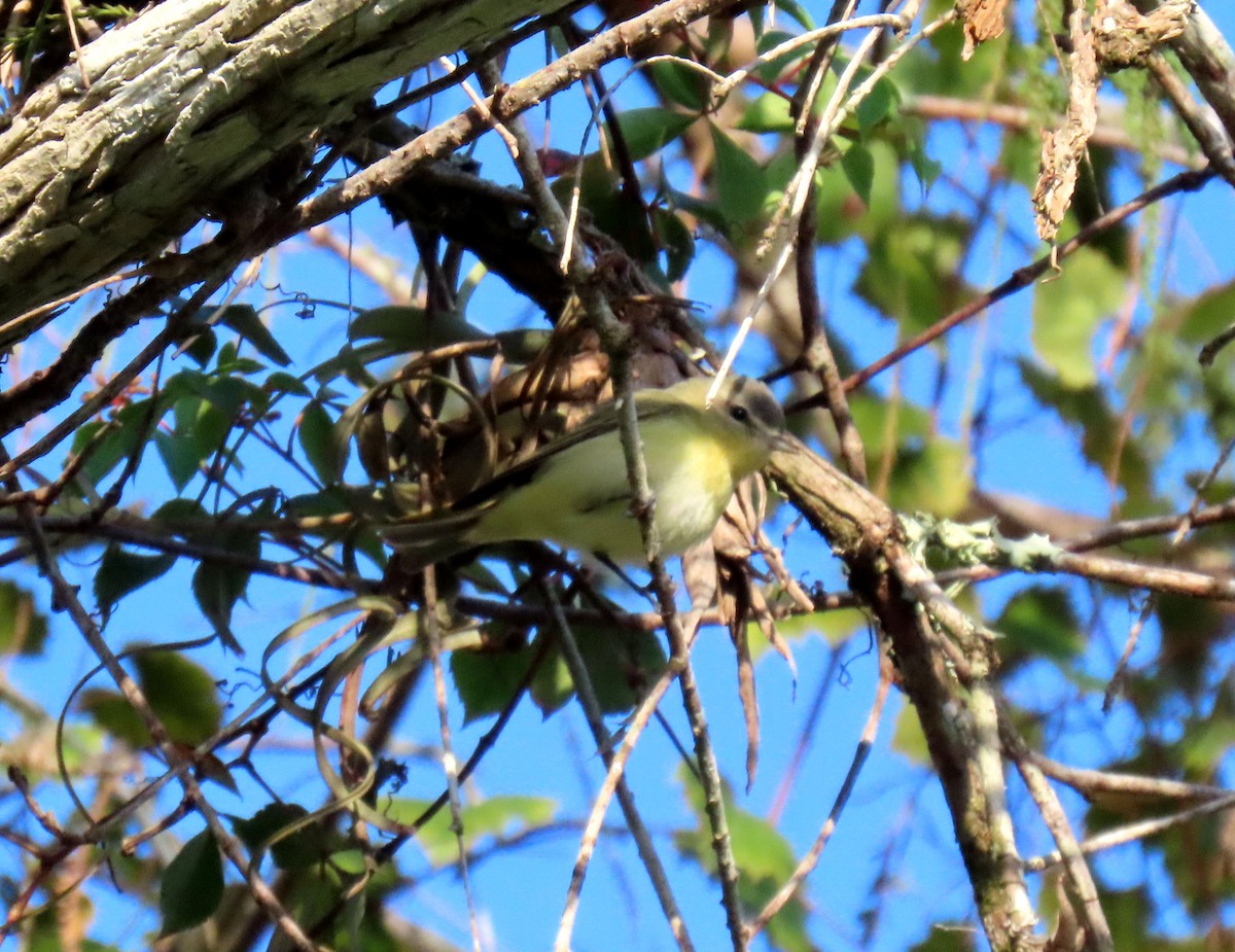 Philadelphia Vireo - ML644316884