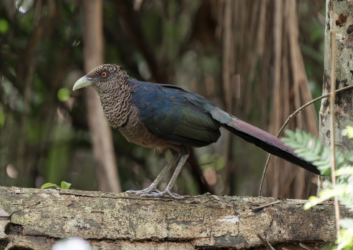 Rufous-vented Ground-Cuckoo (Atlantic) - ML644316889